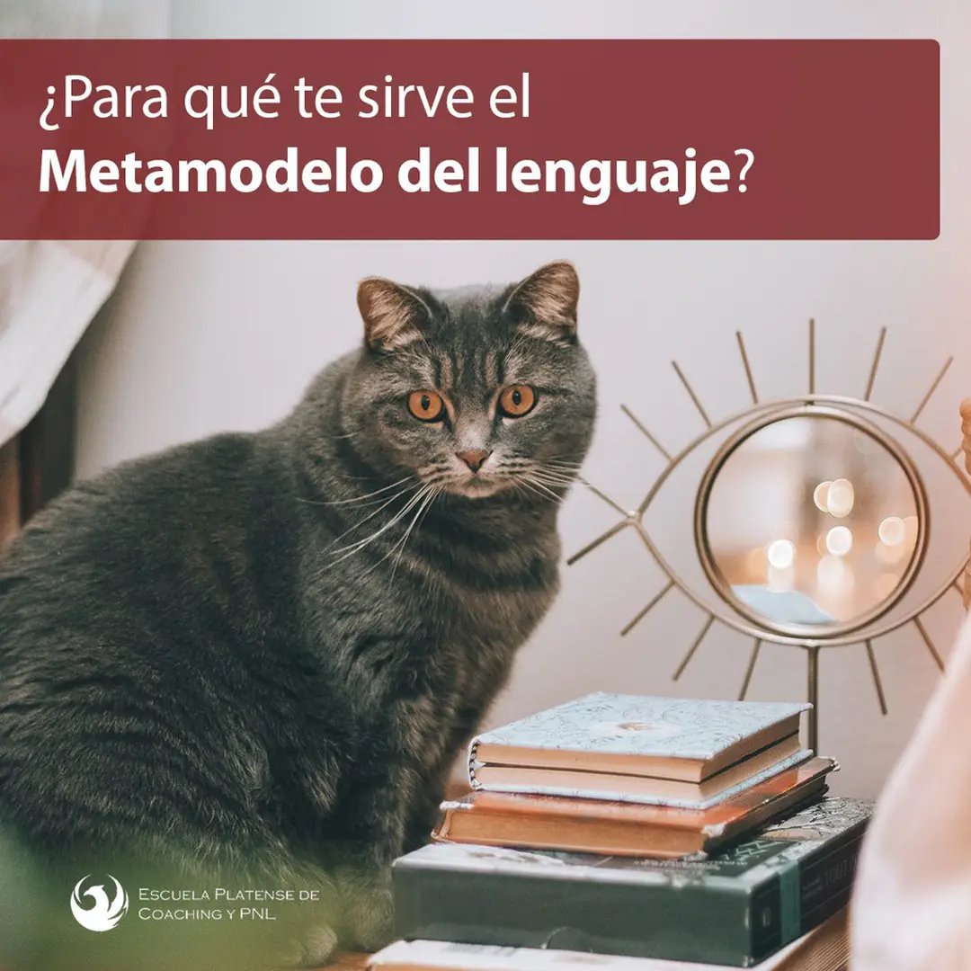 METAMODELO-GATO_1